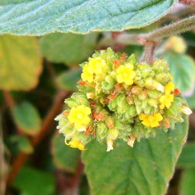 New inflorescence