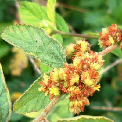 Old inflorescence