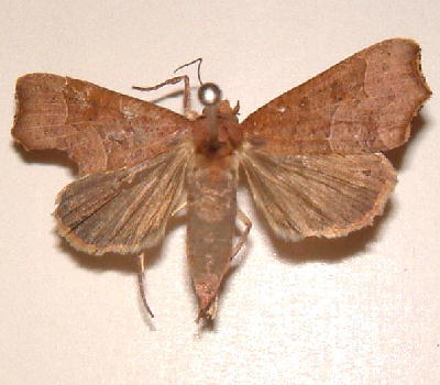 Unidentified moth feeding on this plant