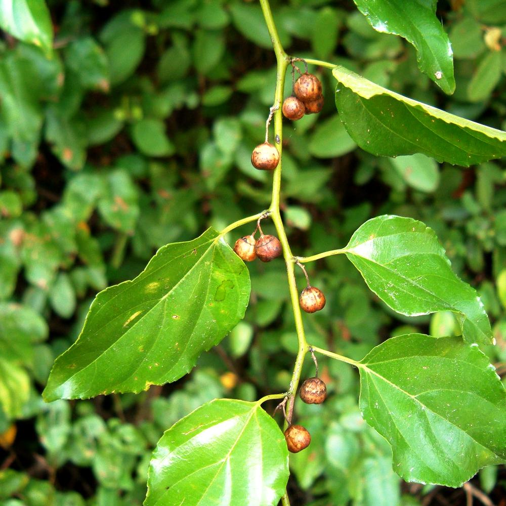 Celtis iguanaea / Hook Wiss; Iguana Hackberry