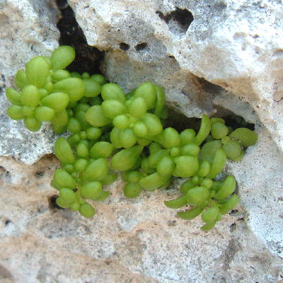 Pilea sp.