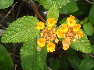 Blunt to acute at the apex, shorter and thicker leaves