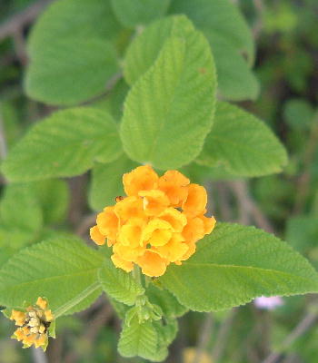 Blunt to acute at the apex, shorter and thicker leaves