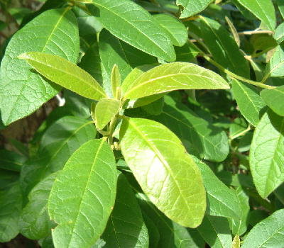 Fleshy leaves