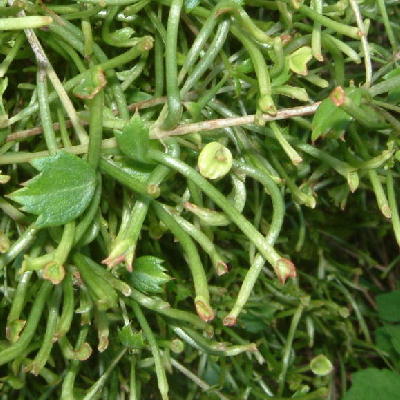 Mycosyrinx cissi  TETTIGONIIDAE on Cissus trifoliata