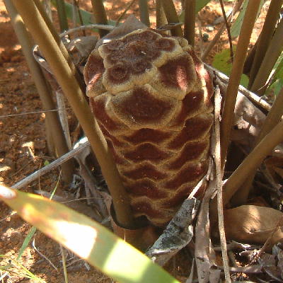 Female cone