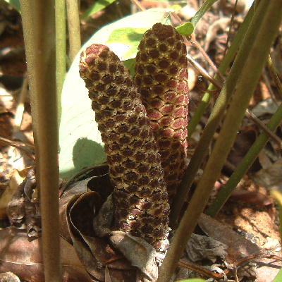 Male cone