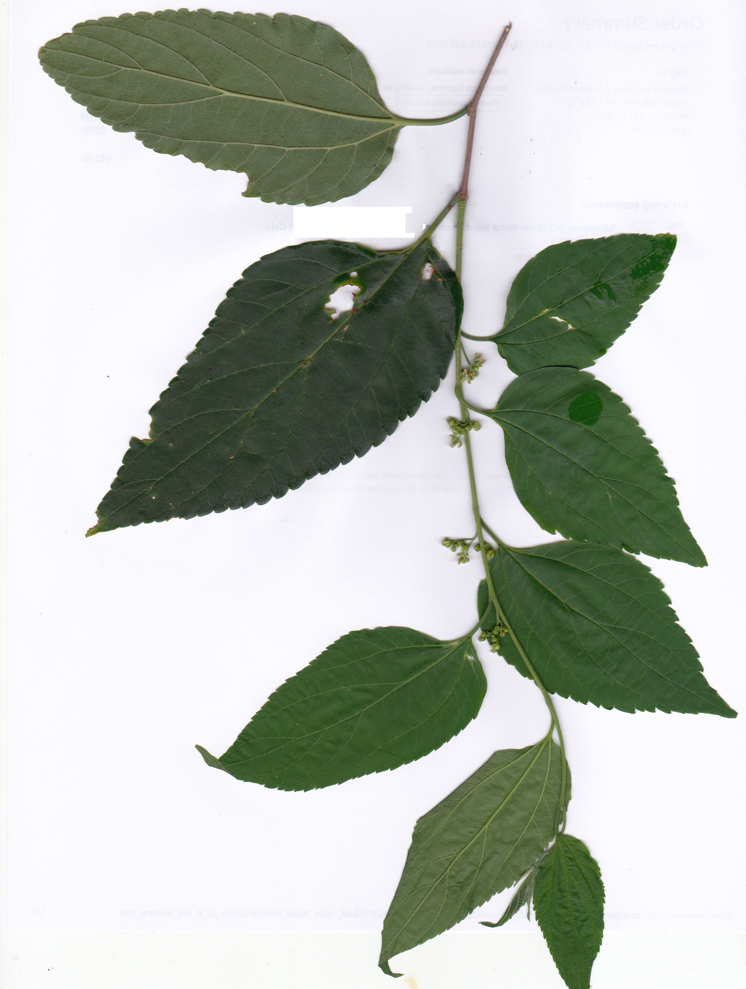 ./hb__celtis_trinervia_1789593645404
