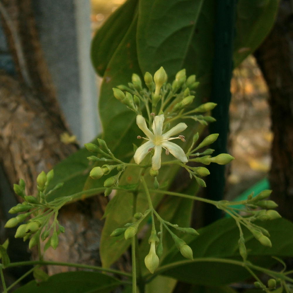 Pistillode Flower on a dioecious flower
